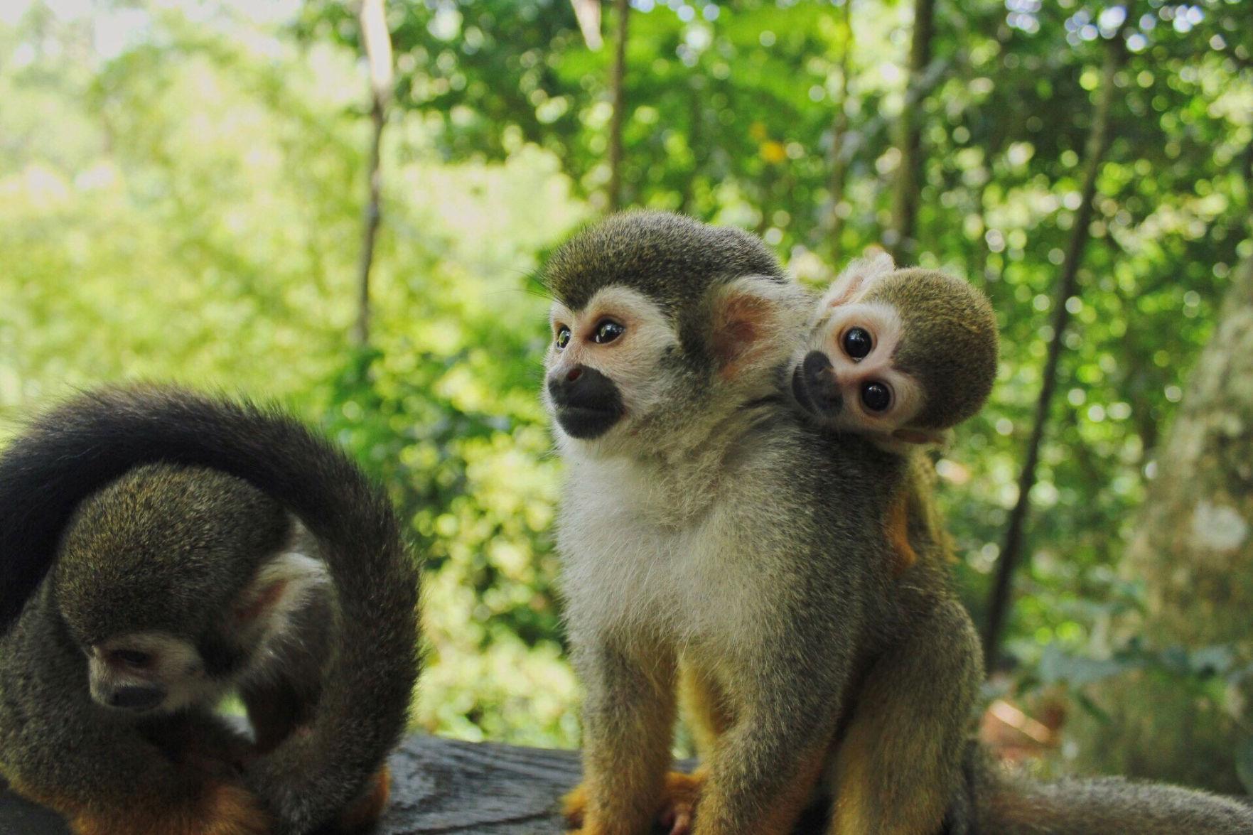 Monkeys in the Dominican Republic
